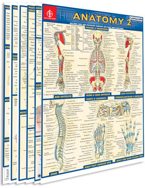 پوستر مطالعه سریع آناتومی 2 - پوستر